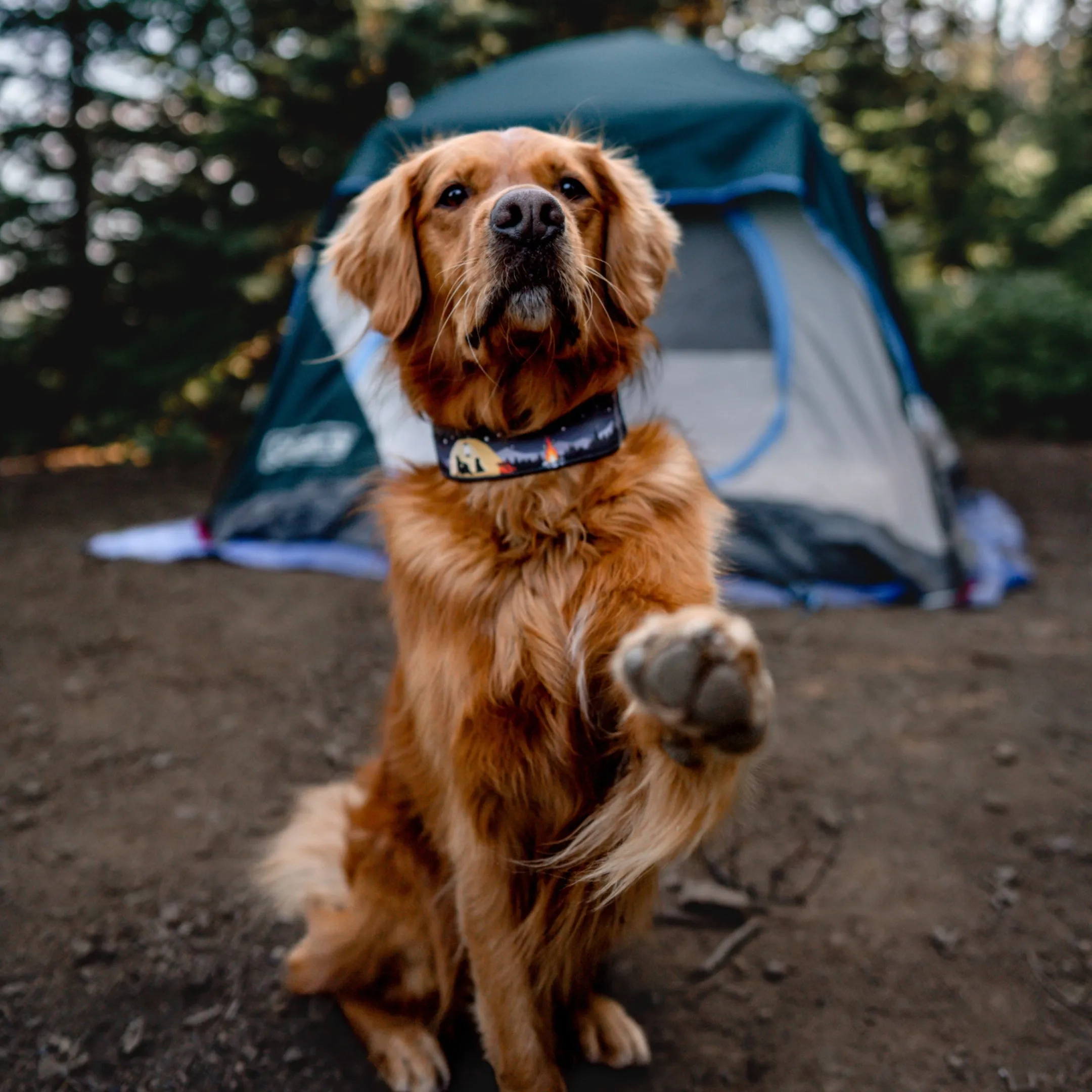 Campfire Dog Collar