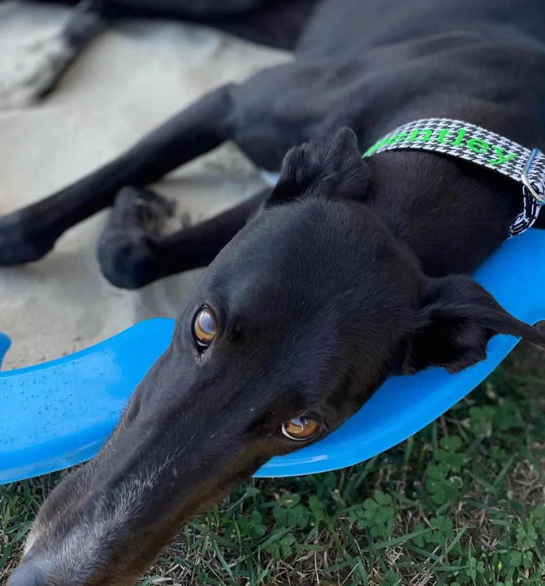 Martingale Collar - Houndstooth Noir