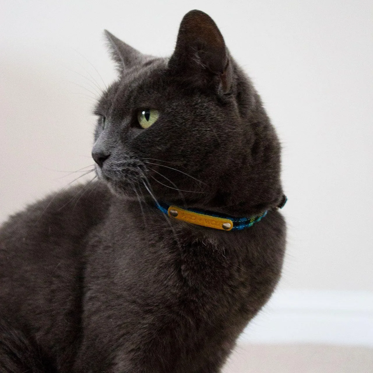 Shuka Blue Stretch Cat Collar