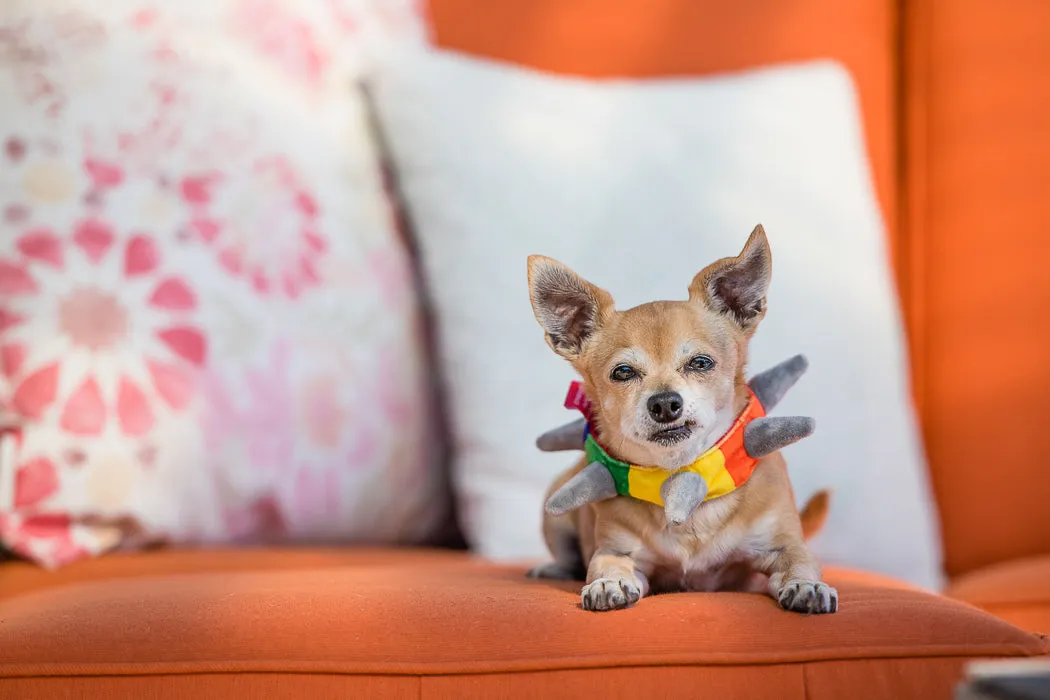 SPIKED! by P.L.A.Y., Squeaky Plush Dog Toy, Biff the Dog Plush Collar